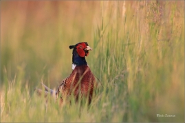 <p>BAŽANT OBECNÝ (Phasianus colchicus) - jižní Morava ---- /Common peansant - Fasan/</p>